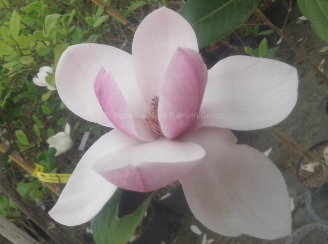 Magnolia 'Tikitere'