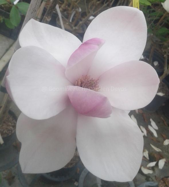 Magnolia 'Tikitere'
