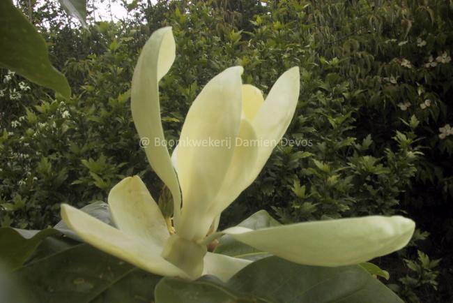Magnolia thompsoniana 'Olmenhof' (x)