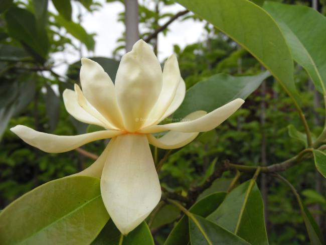 Magnolia virginiana 'Aiken County'