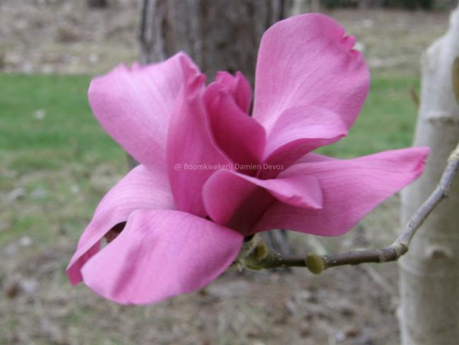 Magnolia 'Vulcan' (x)
