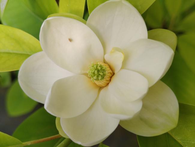 Magnolia virginiana 'Wide Side Largest'