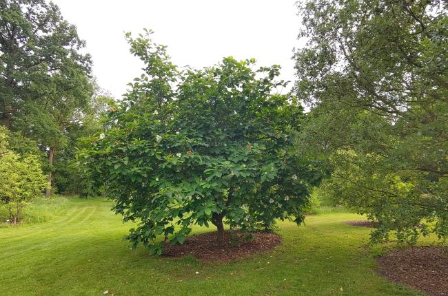 Magnolia wieseneri 'Aashild Kalleberg' (x)