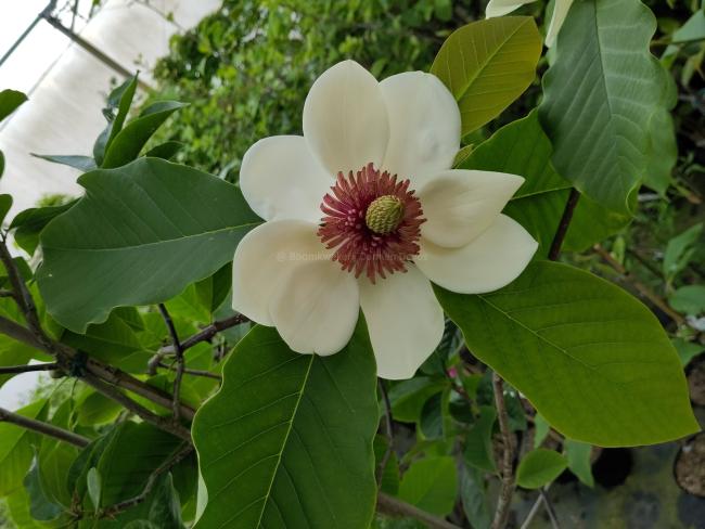 Magnolia wieseneri 'Charm & Fragrance'