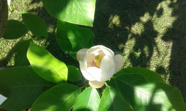 Magnolia wieseneri 'Hillier Clone'