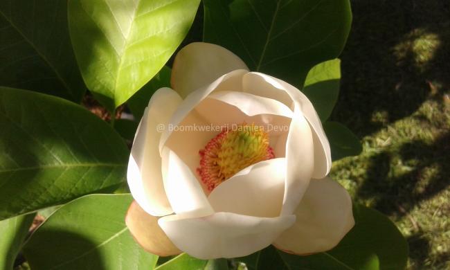 Magnolia wieseneri 'Hillier Clone'