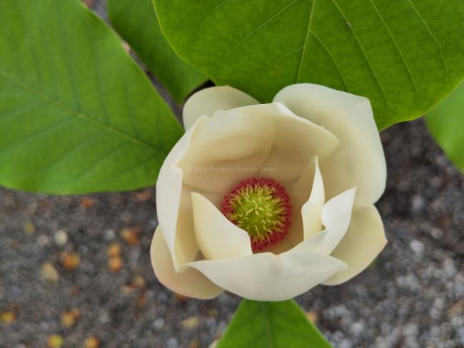 Magnolia wieseneri 'PDS 92247'
