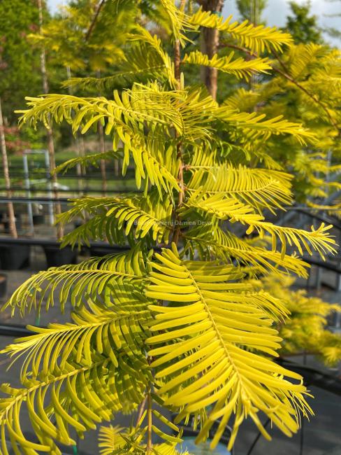 Metasequoia glyptostroboides 'Goldrush'