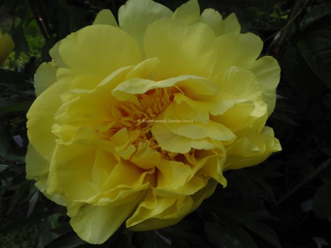 Paeonia 'Bartzella' (Itoh)