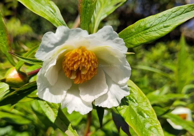 Paeonia lactiflora' Early Windflower'