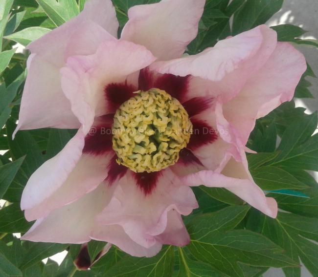 Paeonia 'Pastel Splendor' (Itoh)