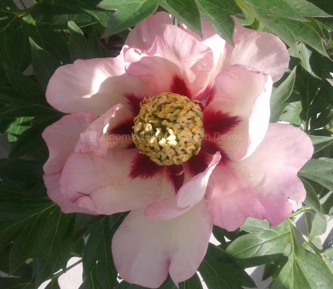 Paeonia 'Pastel Splendor' (Itoh)