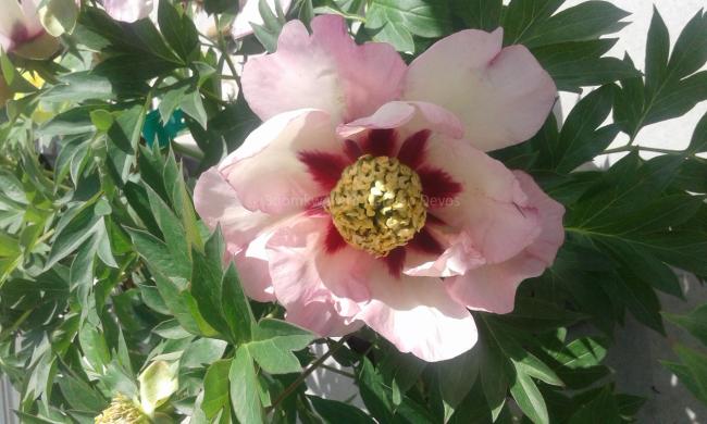 Paeonia 'Pastel Splendor' (Itoh)