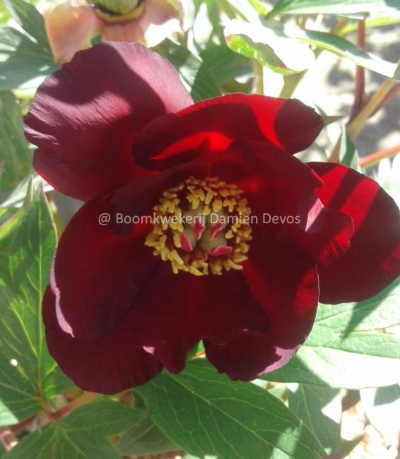 Paeonia 'Scarlet Heaven' (Itoh)