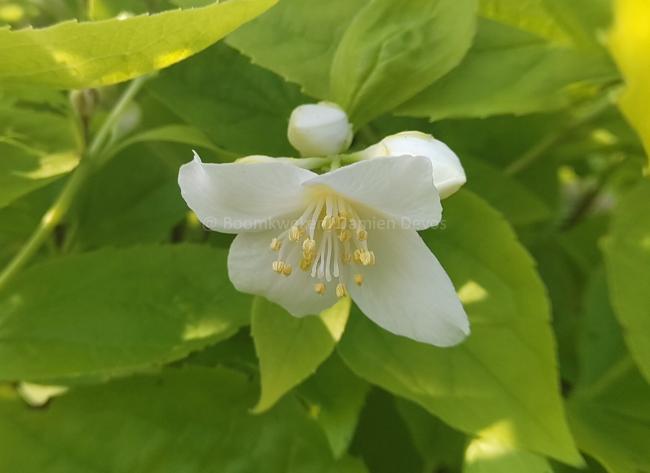 Philadelphus coronarius 'Aureus'