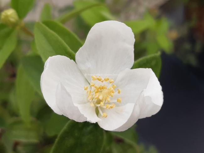 Philadelphus microphyllus