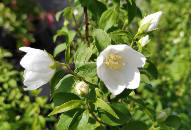 Philadelphus microphyllus