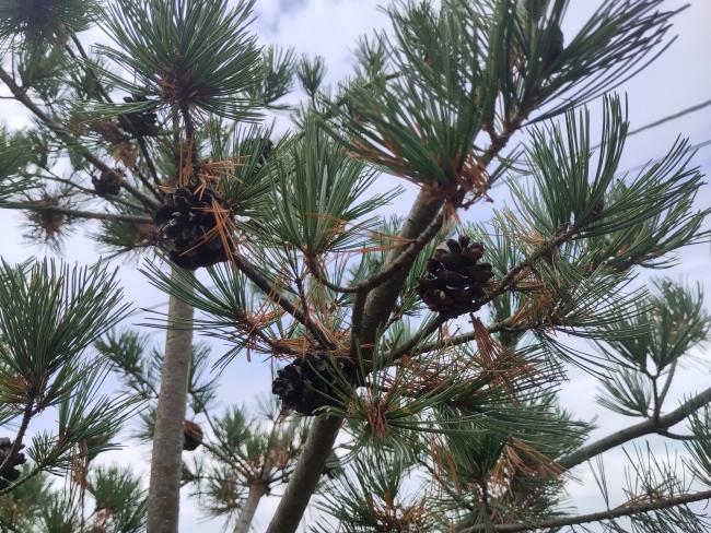 Pinus parviflora 'Glauca'