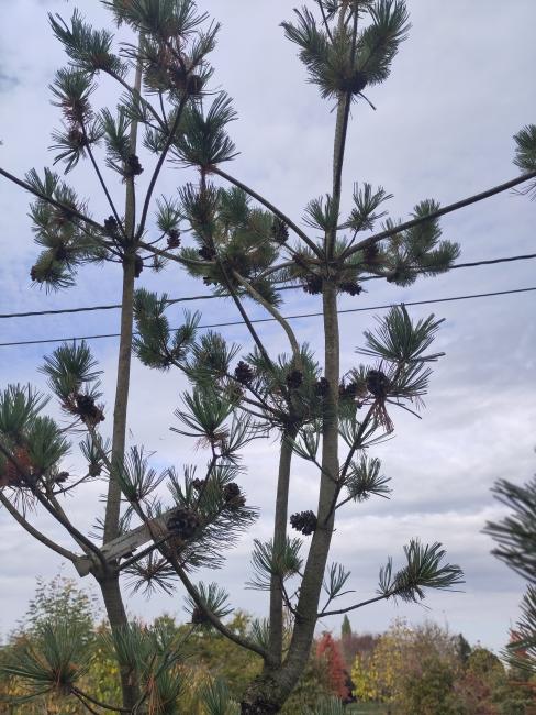 Pinus parviflora 'Glauca'