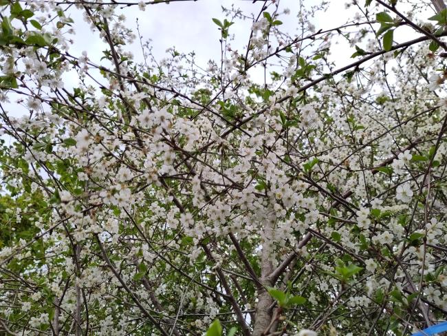 Prunus cerasus 'Griotte de Schaarbeek'