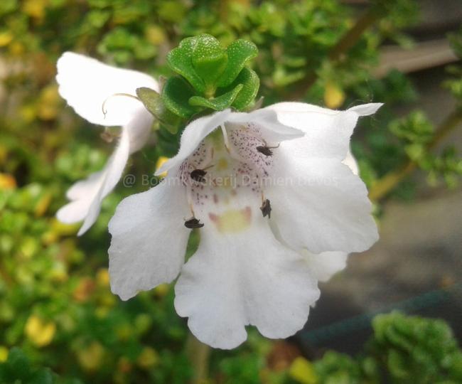 Prostanthera cuneata