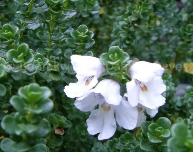 Prostanthera cuneata