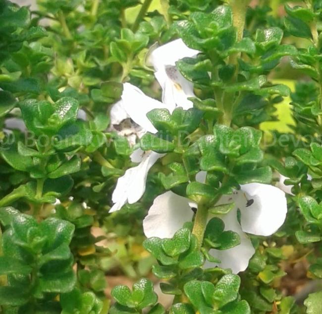 Prostanthera cuneata