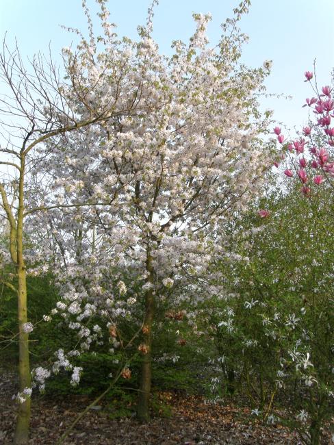 Prunus 'Korean Hill'