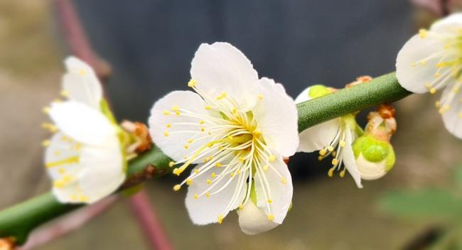 Prunus mume 'Pendula White'