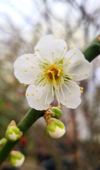 Prunus mume 'Pendula White'