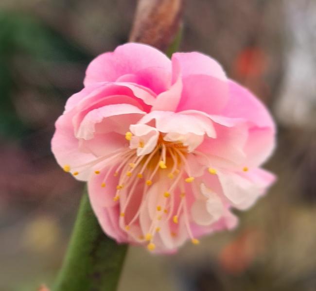 Prunus mume 'Rosebud'