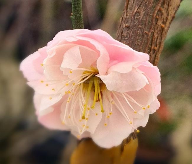 Prunus mume 'Rosebud'