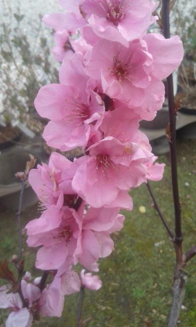 Prunus persicoides 'Spring Glow'