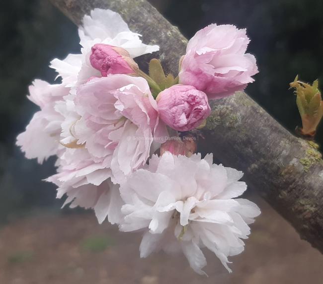 Prunus serrulata 'Shogetsu'