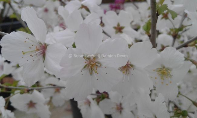 Prunus 'The Bride'