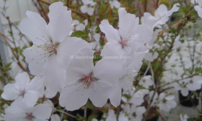 Prunus 'The Bride'