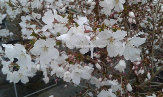 Prunus 'The Bride'