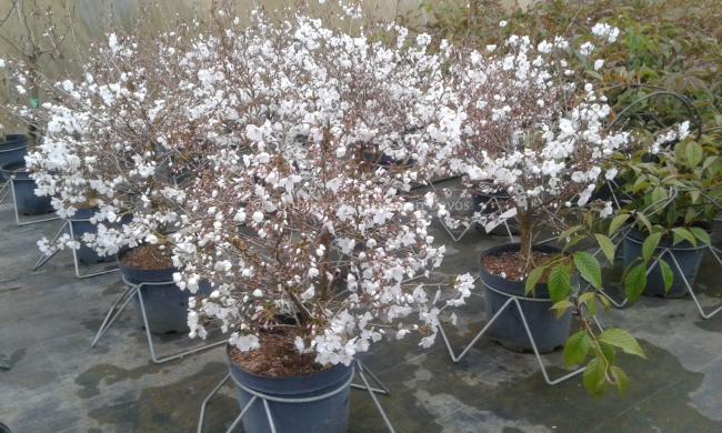 Prunus 'The Bride'