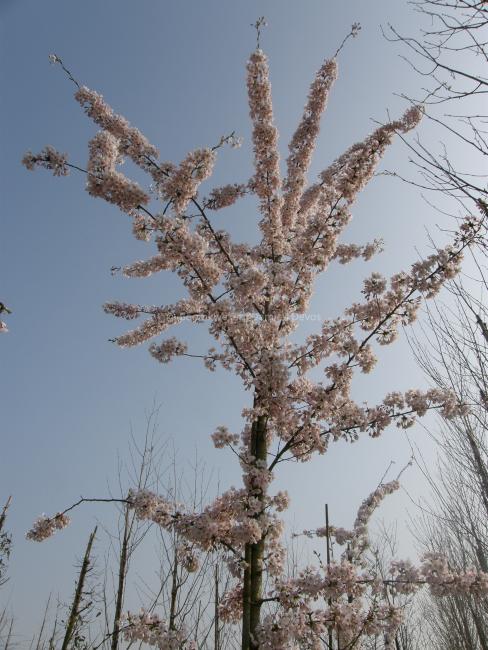 Prunus yedoensis (x)