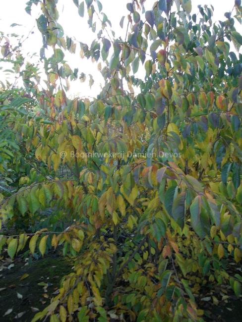 Prunus yedoensis (x)