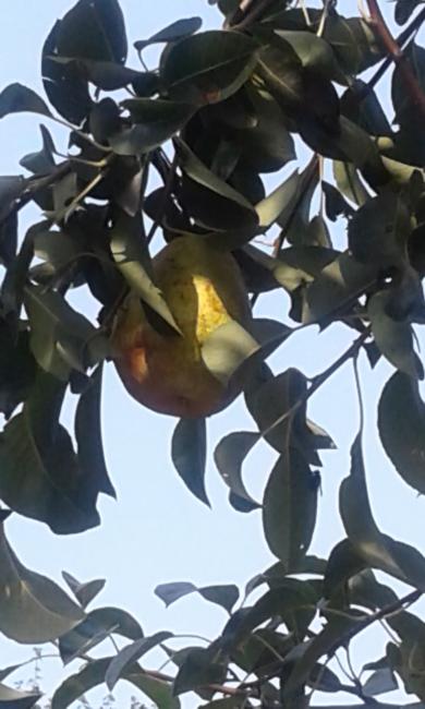 Pyrus communis 'Triomphe de Vienne'