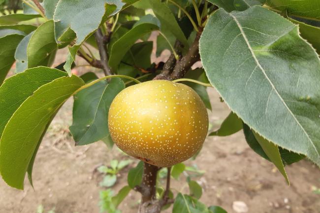 Pyrus pyrifolia 'Honeyball'