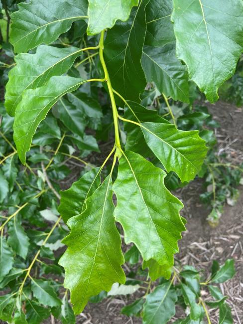 Quercus bicolor 'Select'