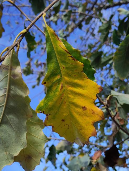 Quercus bicolor 'Select'