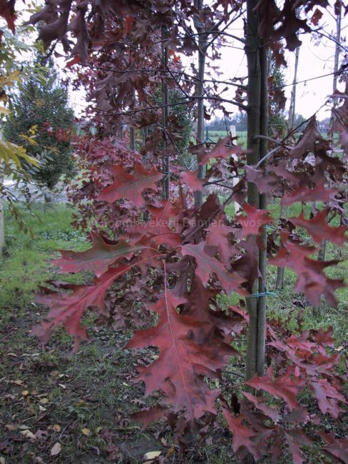 Quercus coccinea (from seed)