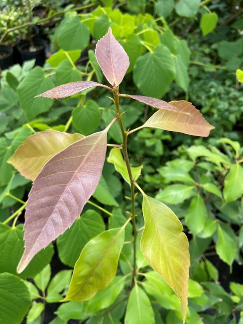 Quercus glauca (herkomst Japan)