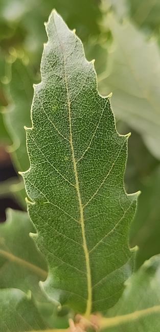 Quercus hispanica 'Ambroziana' (Hillier)
