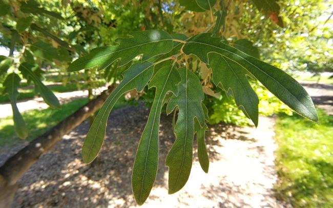 Quercus hispanica 'Waasland' (x)