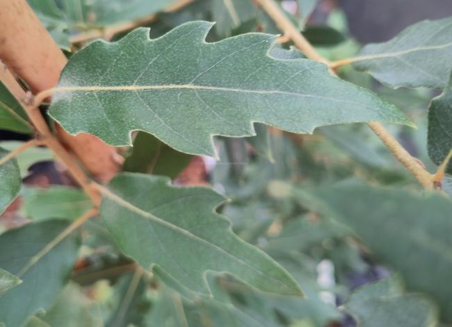 Quercus hispanica 'Waasland' (x)