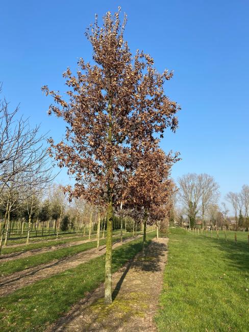 Quercus hispanica 'Wageningen'
